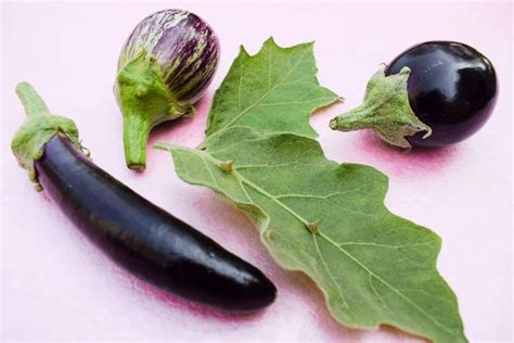 Types Of Brinjals Stock Photos Royalty Free Types Of Brinjals Images