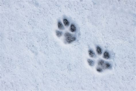 Dog Tracks Snow Royalty-Free Images, Stock Photos & Pictures | Shutterstock