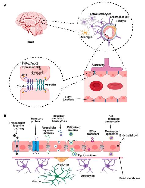 A Brain Endothelial Cells Form The Cellular Barrier And Are Connected Download Scientific