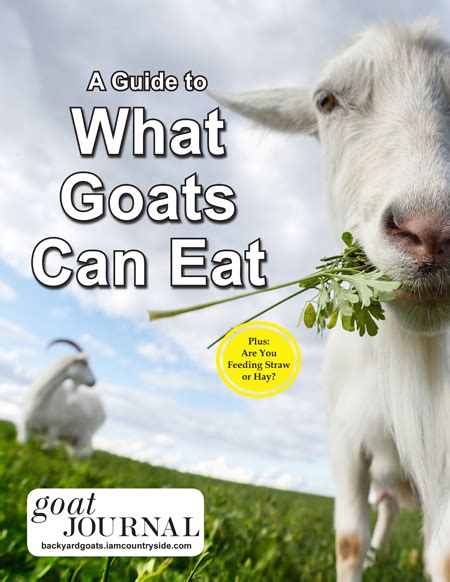 Free Guide What Goats Can Eat Goat Journal