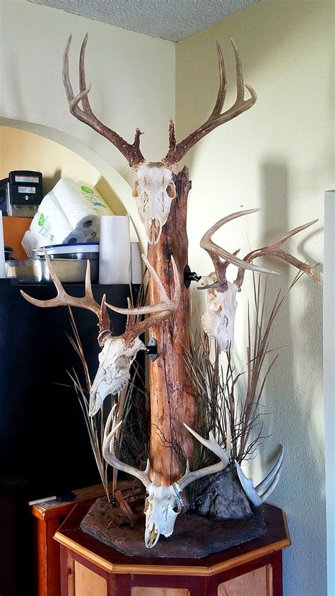 European Skull Mount Display Deer Hunting Decor Antler Design