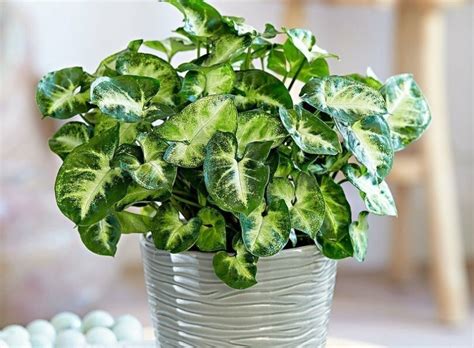 Неприхотливые комнатные растения