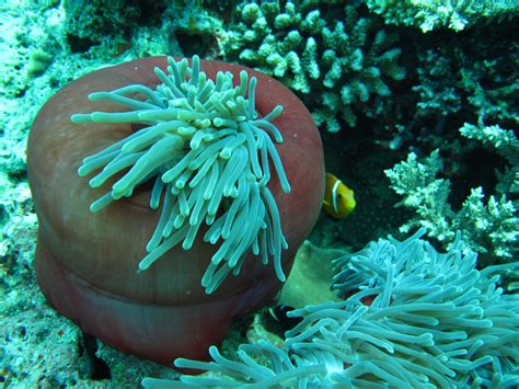картинки : море, Подводный, Зеленый, рыба, коралловый риф ...