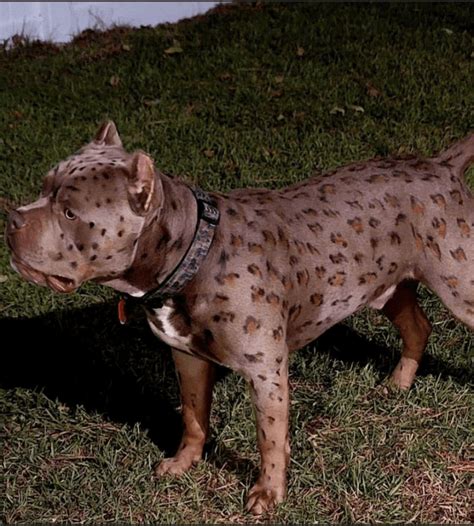 Leopard Pitbull, Merle & Leopard Bully Breeds: A Deep Dive!