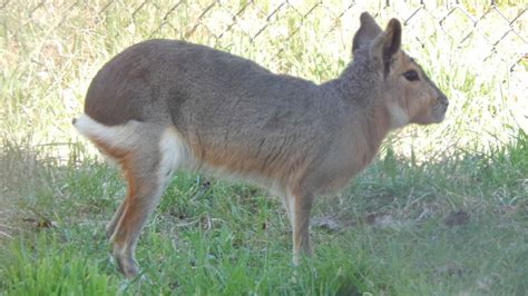 Patagonian Cavy - Potawatomi Zoo