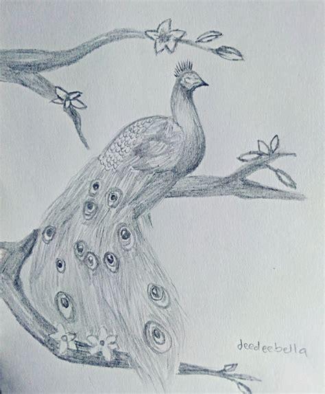 Peacock Pencil Drawings