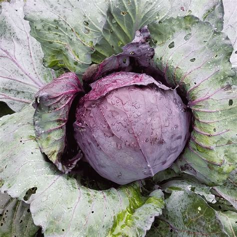 Red Acre Cabbage Seed Packets | Purple Cabbage Seeds