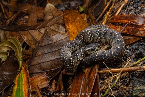 Mountain Slug Snake In December 2023 By Artur Tomaszek INaturalist