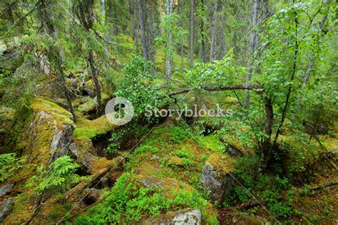 Forest On Granite Rocks And Canyons In Finland Royalty Free Stock Image