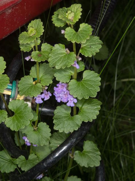 Glechoma hederacea (Ground-ivy)