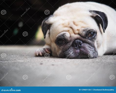 Foto De Los Retratos De Un Perro Lindo Gordo Blanco Precioso Del Barro