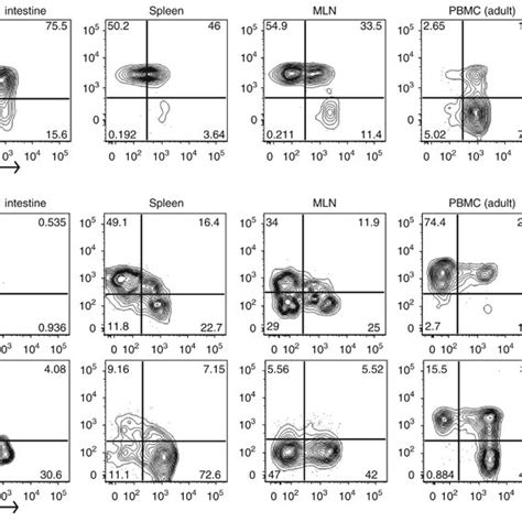 Invariant Natural Killer T Inkt Cells In The Fetal Small Intestine