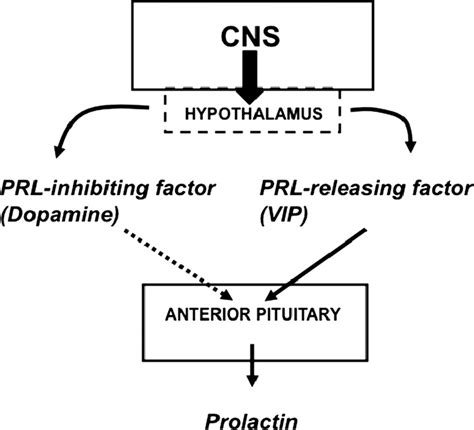 8 Central Regulation Of Prolactin Prl Secretion In Birds The