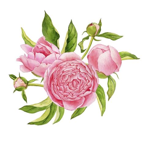 Pink Paeony Stock Illustrations Pink Paeony Stock Illustrations