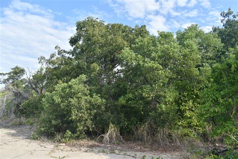 Acacia Oraria And Pleiogynium Timorense Wangetti Beach N Flickr