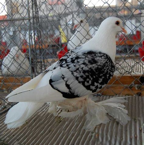 Saxon Shield Pigeon Sächsische Schildtaube Pigeontype