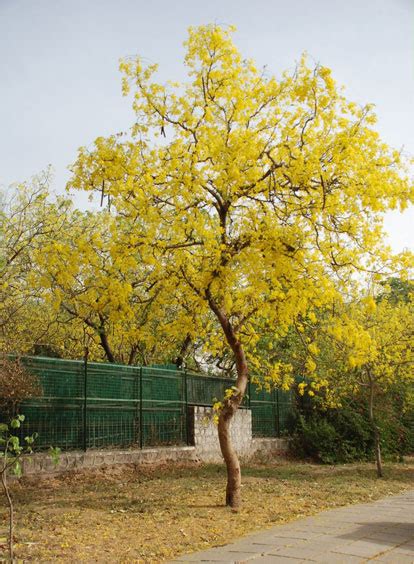 Trees in Kerala | Different Species of Trees | Kerala | Kerala