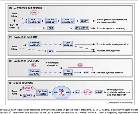 Figure 1 From The Roles Of Mitogen Activated Protein Kinase Mapk