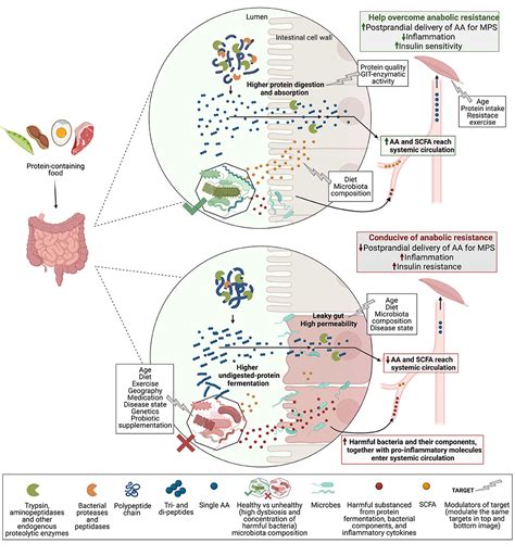 Gut Microbiota And Inflammation