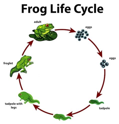 Diagram showing life cycle of frog Vector | Free Download