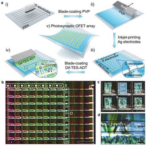 Photoresponsive Characteristics Of The FSPOFET Schematic Of A