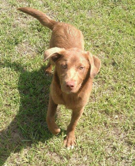 Found Dog Chocolate Labchesapeake Bay Retriever Mix At Leemoore