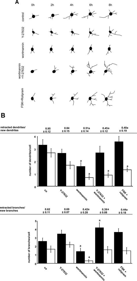 In Hippocampal Neurons Forskolin And The Pi K Inhibitor Wortmannin