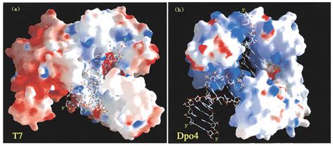 Crystal Structures Of T7 DNA Polymerase And Dpo4 Containing DNA A T7