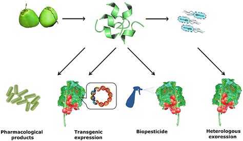 Frontiers Antimicrobial Peptides From Fruits And Their Potential Use