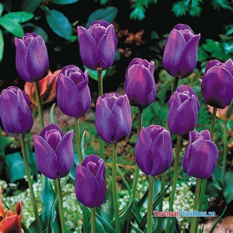 Ý nghĩa của hoa Tulip trắng là gì Ý nghĩa theo màu sắc của hoa Tulip