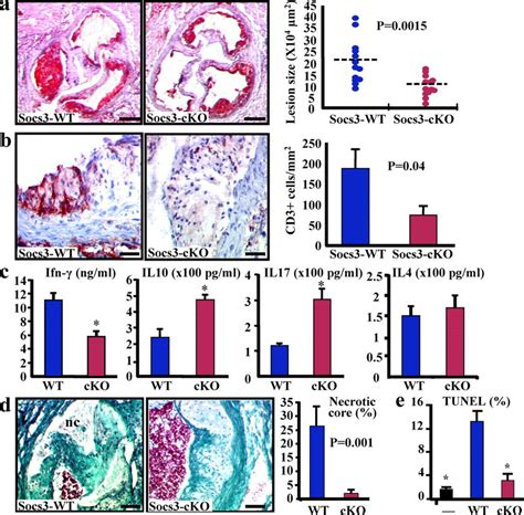 Socs Deletion In T Cells Promotes Il And Il Production Inhibits