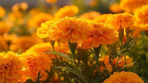 Premium AI Image | Marigold background