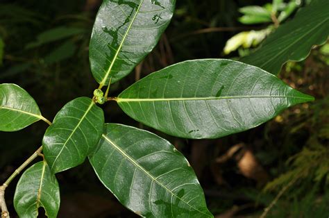 Ficus Septica Moraceae Image At Phytoimages Siu Edu