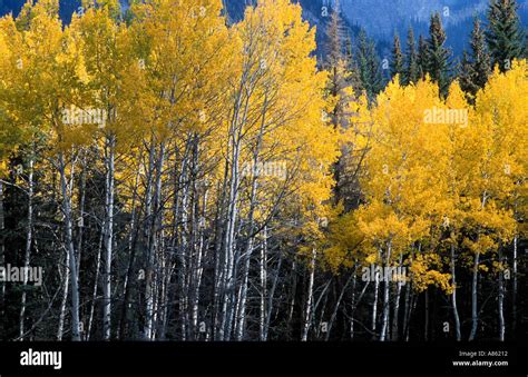 Aspens in Autumn Banff National Park Alberta Canada Stock Photo - Alamy