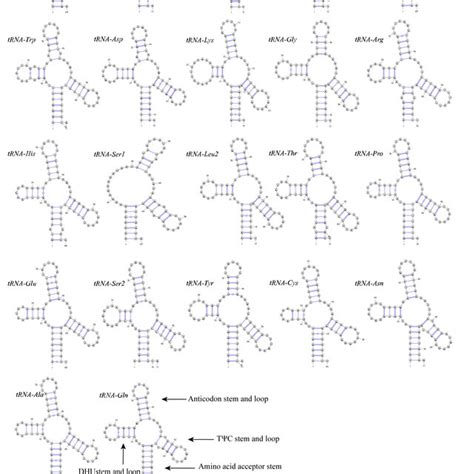 Secondary Structure Of 22 TRNA Genes From The R Luxiensis Mitogenome