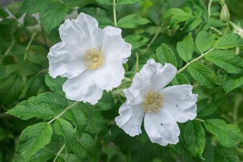 White Rugosa Rose (Rosa Rugosa 'Alba'): Beautiful And, 49% OFF