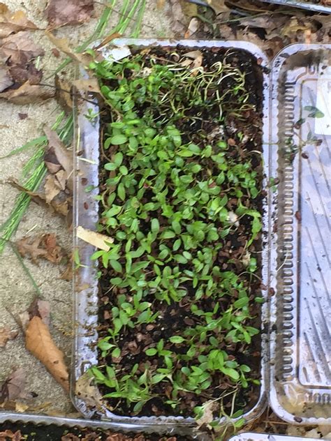 Swamp Milkweed Seedling