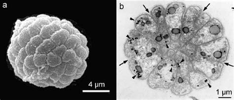 A Sem Image Of The Magnetotactic Multicellular Aggregate Mma That