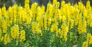 Grote Leeuwenbek Kanarienvogel Geel Antirrhinum Majus Maximum