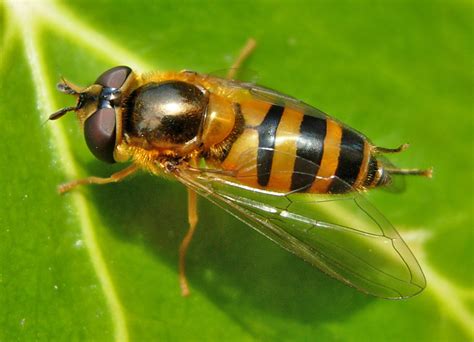 Diptera Info Discussion Forum Syrphid For Id Central Spain