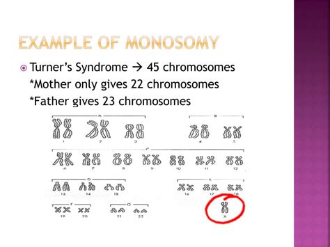 mistakes  meiosis powerpoint    id