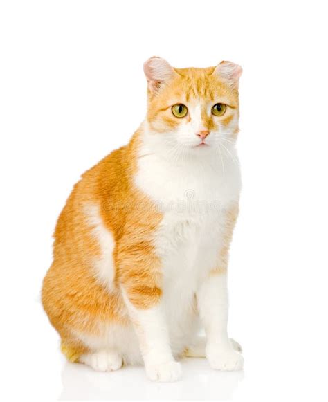 Orange Cat Sitting In Front On White Background Stock Image Image Of