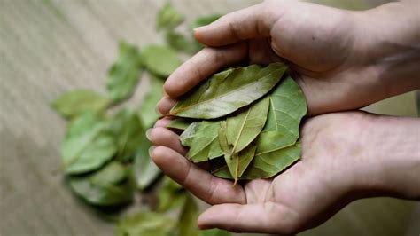 Por Qu Poner Hojas De Laurel En El Rbol De Navidad El Poderoso