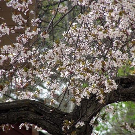 How To Prune A Purple Leaf Sand Cherry Ehow Flowering Cherry Tree