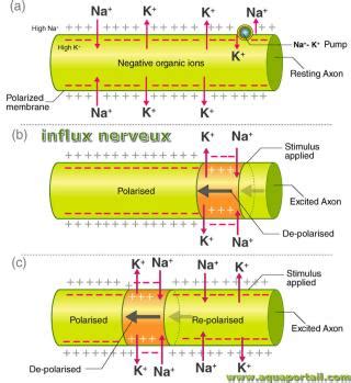 Influx Nerveux D Finition Et Explications