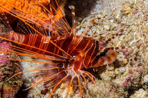 Spotfin Lionfish Facts And Photographs Seaunseen