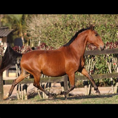 Potro Puro Sangue Lusitano Mamboo Do Castanheiro Venda De Potros