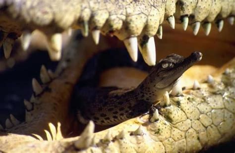 Зачем нужно носить ребенка на себе. | Интернет-магазин MamaMia.by