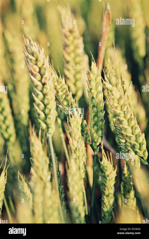 Wheat Triticum Spp Stock Photo Alamy