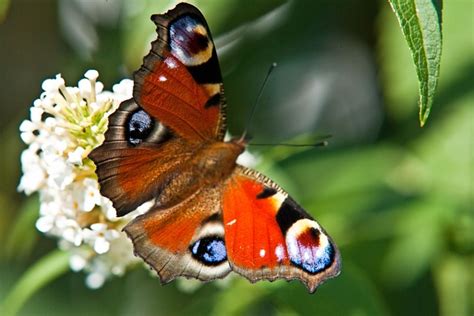 Peacock Butterfly Moth · Free photo on Pixabay